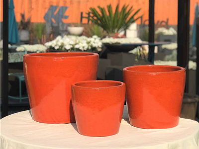 orange plant pot outdoor Buttercup, Mandarin