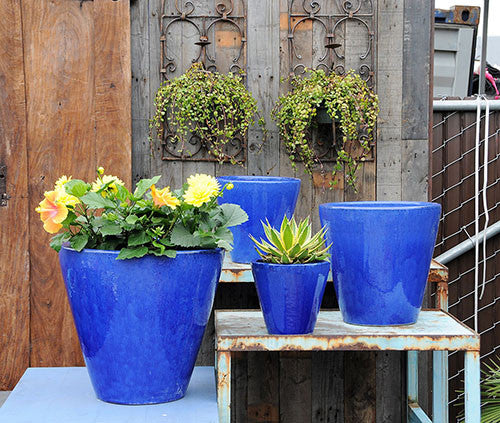 blue plants for pots Tapered Cylindrical Planter, Falling Blue