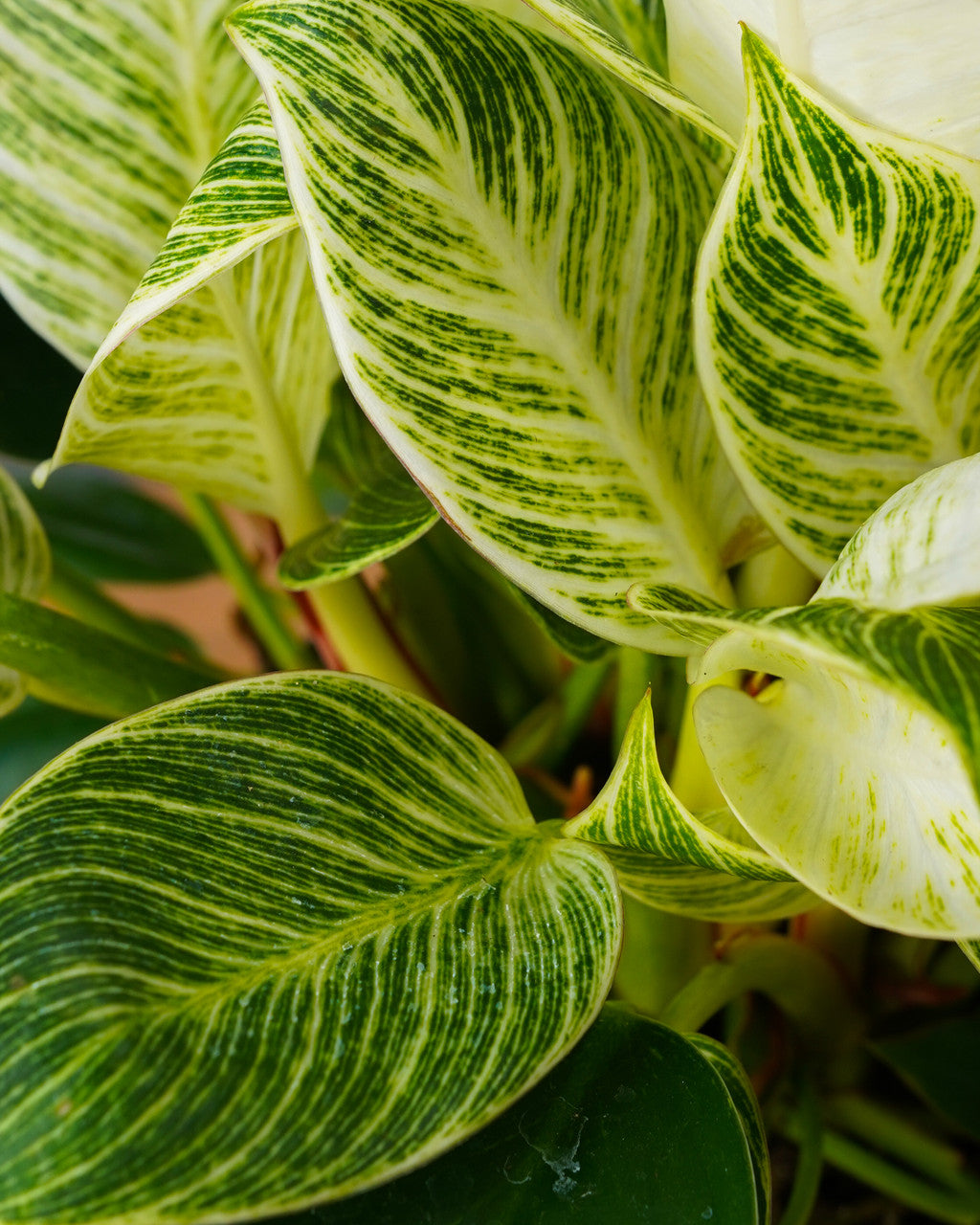 philodendron birkin price philippines Philodendron BIRKIN