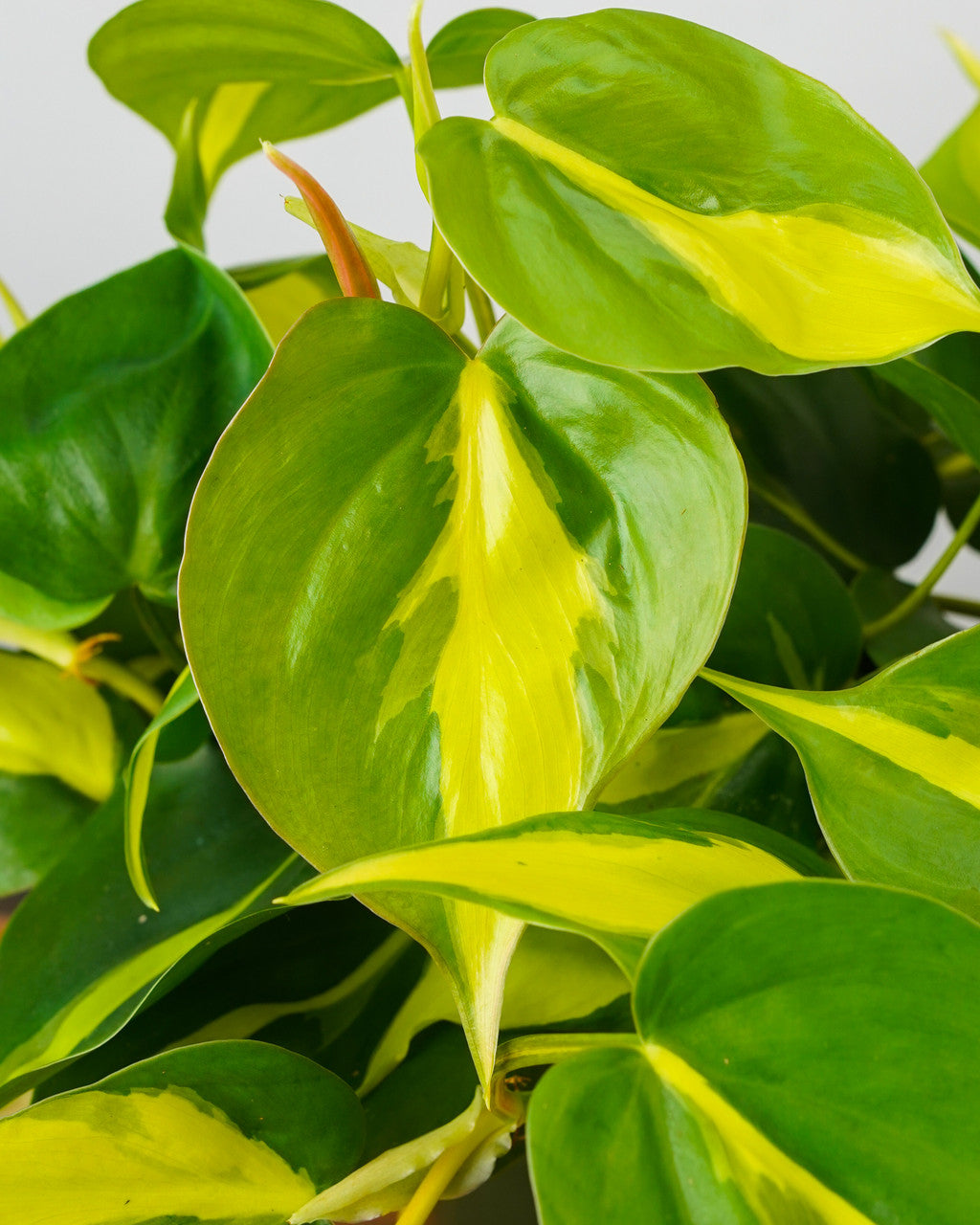 【ブラジル】デンドライト石板額　花草化石　DENDRITOS DO BRAZIL PhilodendroncordatumBrasilclos