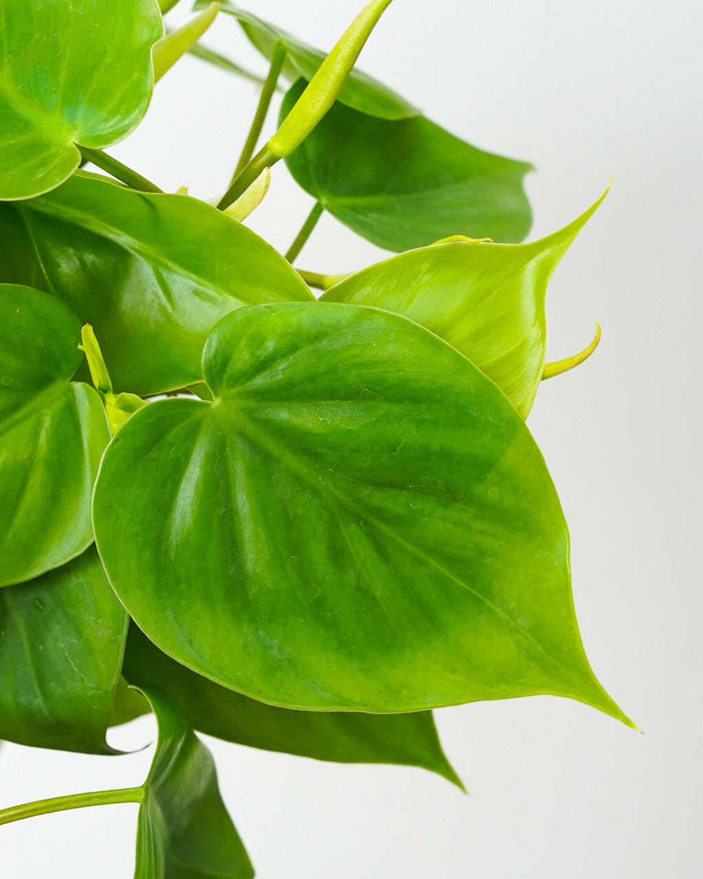 philodendron heartleaf bronze CORDATUM Philodendron 6in