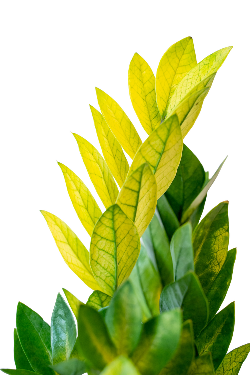 chameleon zz plant near me Chameleon ZZ Plant
