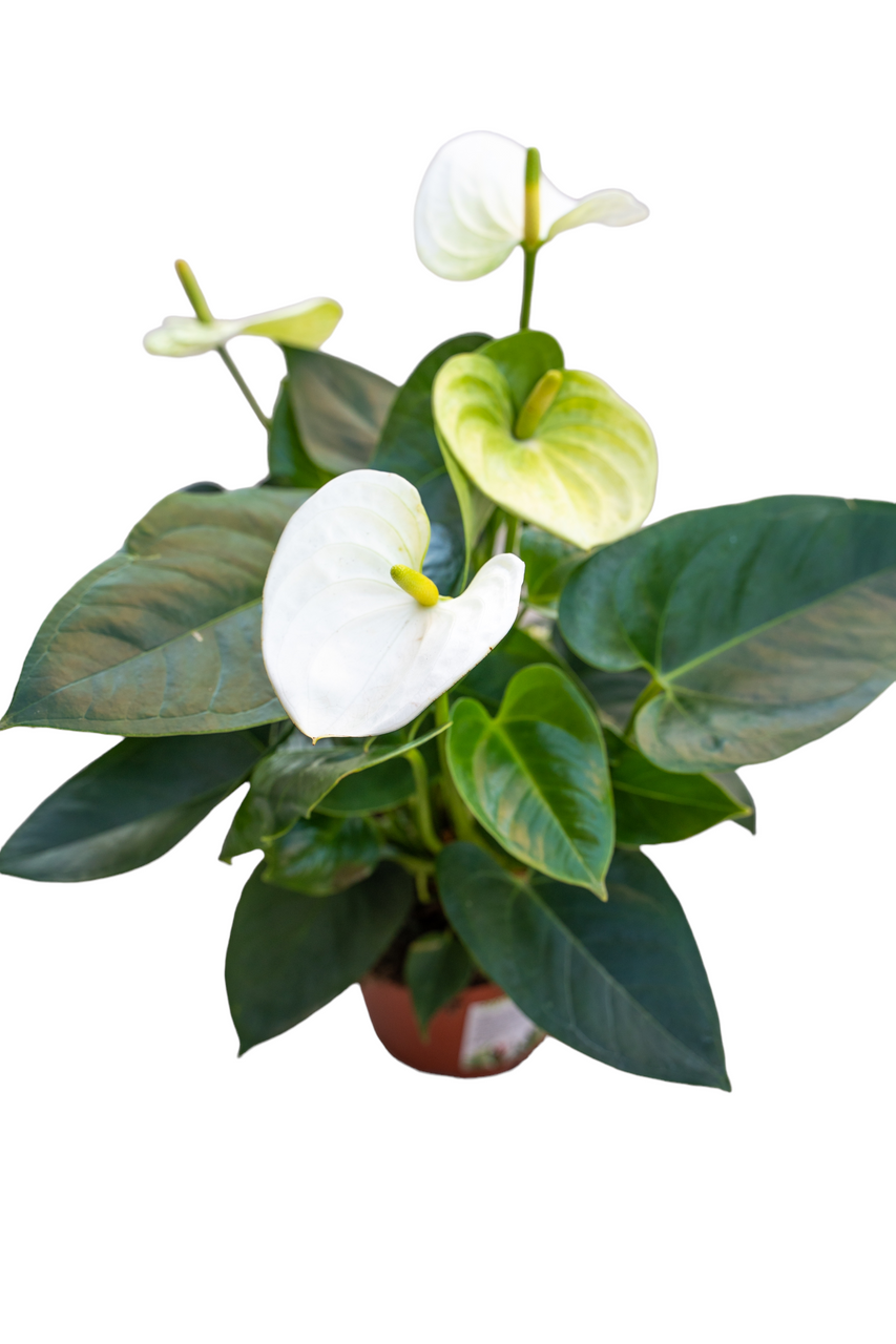 anthurium sierra white Anthurium 'Sierra White' – Armstrong Garden Centers