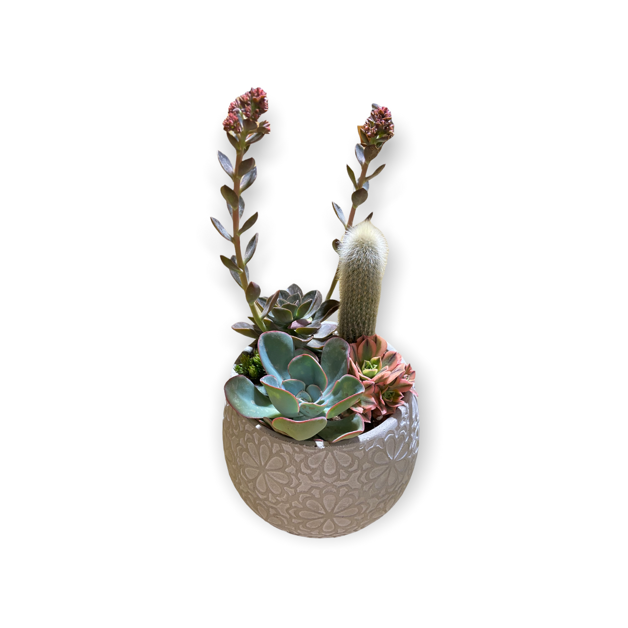 armstrong succulents Marguerite Succulent Planter – Armstrong Garden Centers