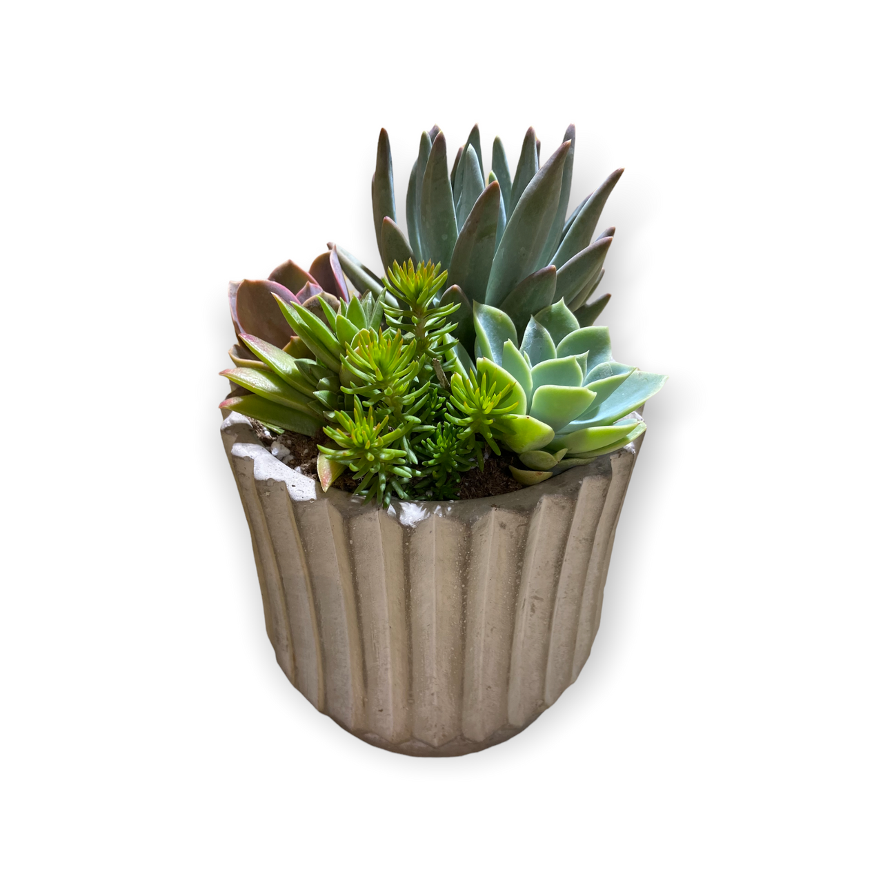 succulents empire Empire Succulent Planter – Armstrong Garden Centers
