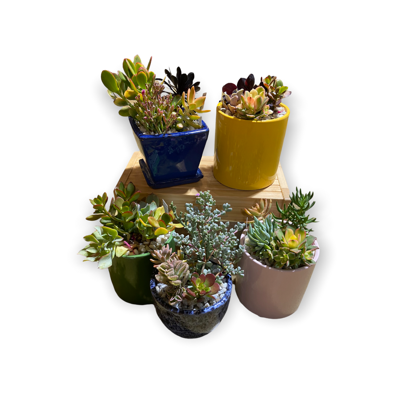 dst potted succulent Succulent Garden Pot Medium / Armstrong's Pick