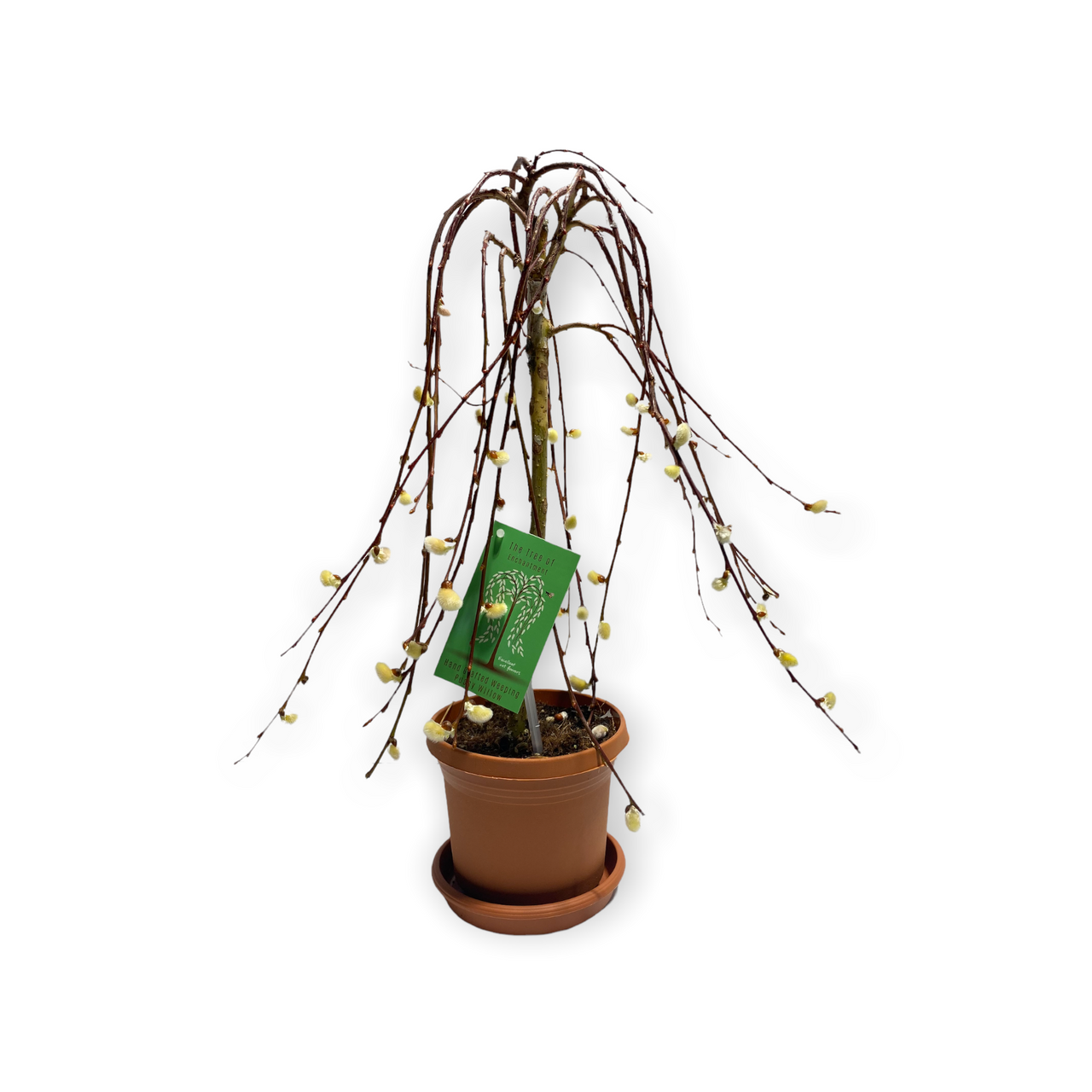 weeping pussy willow house plant Tree of Enchantment Weeping Pussy Willow – Armstrong Garden Centers