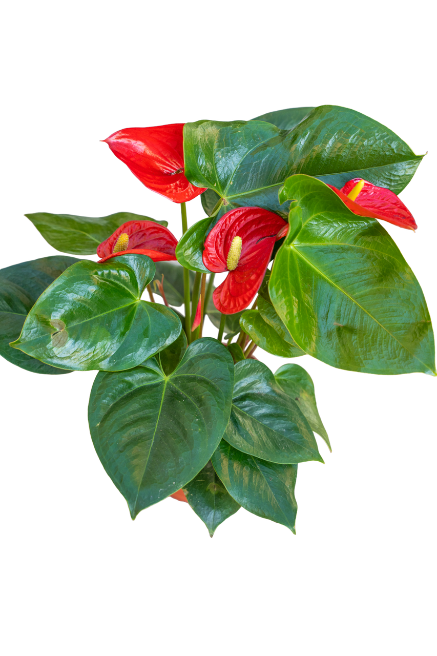 Anthurium Yellow Bell × Red Chocolate② 希少】Anthurium Yellow