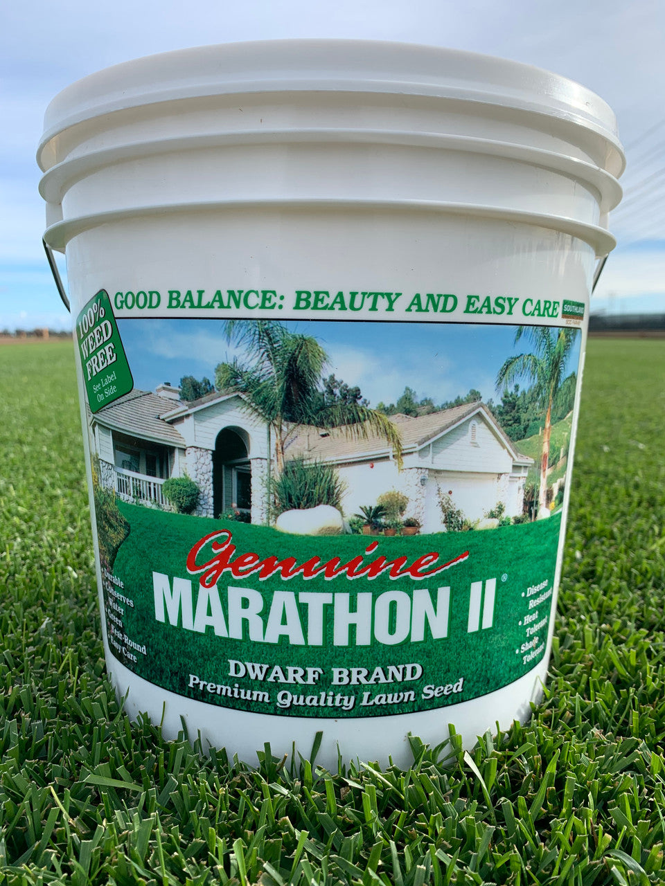 planting marathon grass seed Marathon II Grass Seed 5 lbs