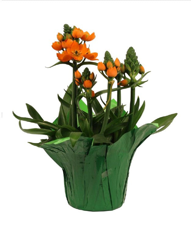 orange star plant indoors Star Of Bethlehem – Armstrong Garden Centers