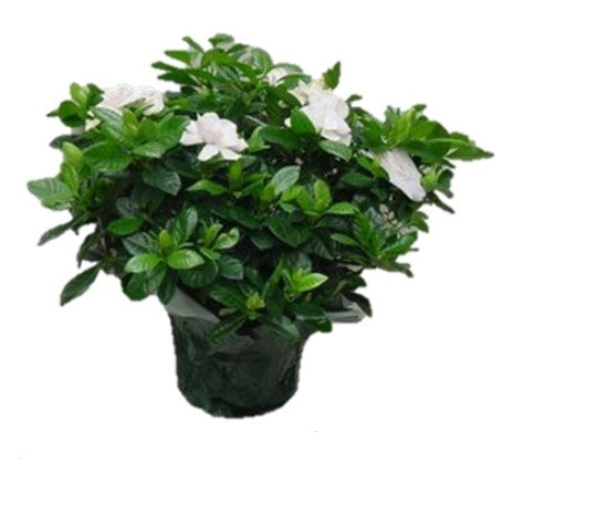 indoor gardenia plant for sale Gardenia with Pot Cover – Armstrong Garden Centers