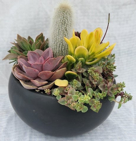 indoor succulent bowl Black Low Succulent Bowl 10 inch
