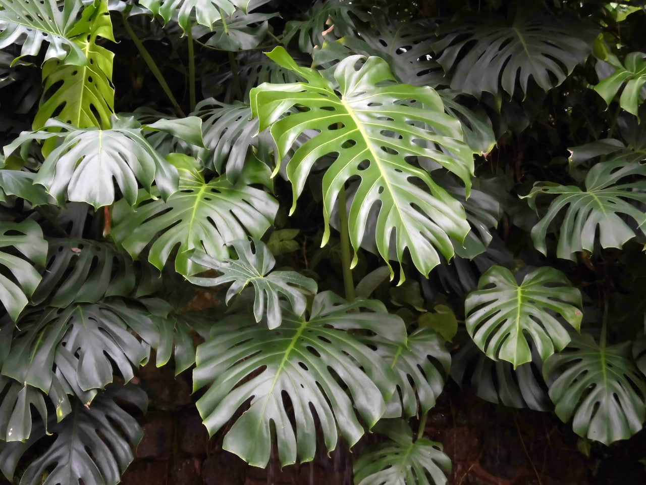 live monstera plant near me Monstera Deliciosa Plant – Armstrong Garden Centers