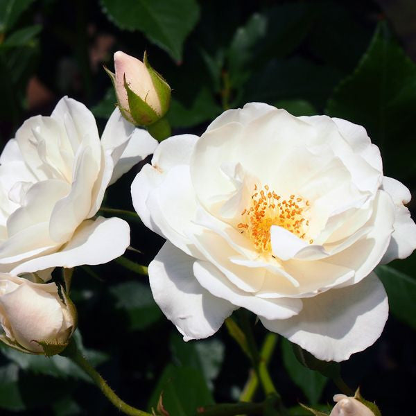 Rosa 'Iceberg' 5 gallon