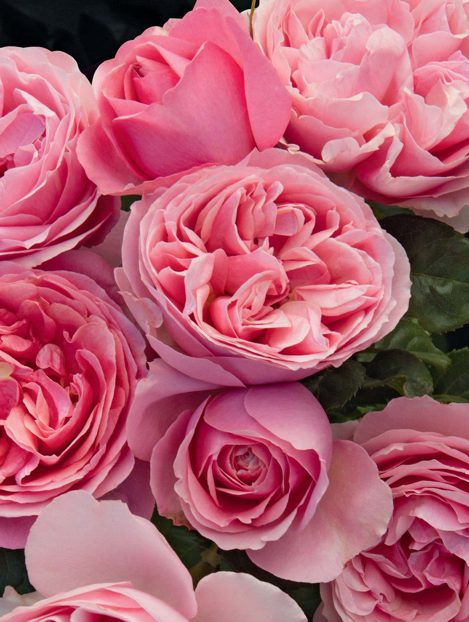 Rosa 'All Dressed Up' Armstrong Garden Centers Rosa 'All Dressed Up' Armstrong Garden Centers
