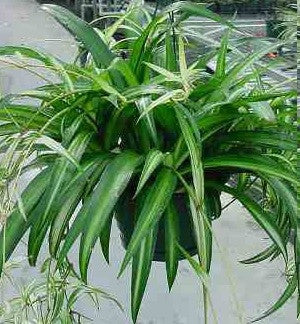 hawaii spider plant Spider Plant 'Hawaiian' 6" Pot