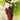 Flame Seedless Grape