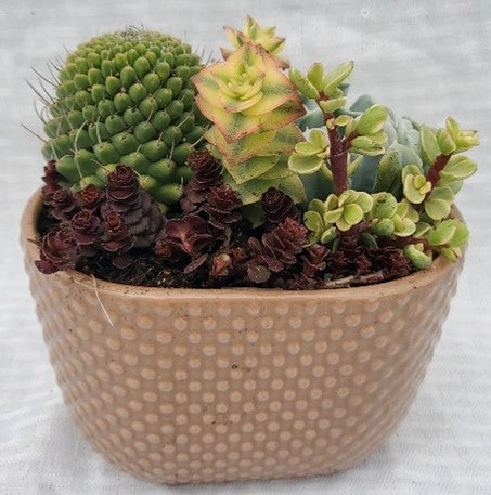 oval pot for plants Brown Oval Tapered Pot With Succulents