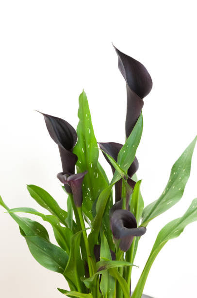 dark purple calla lily plant Purple Calla Lily 1 gallon