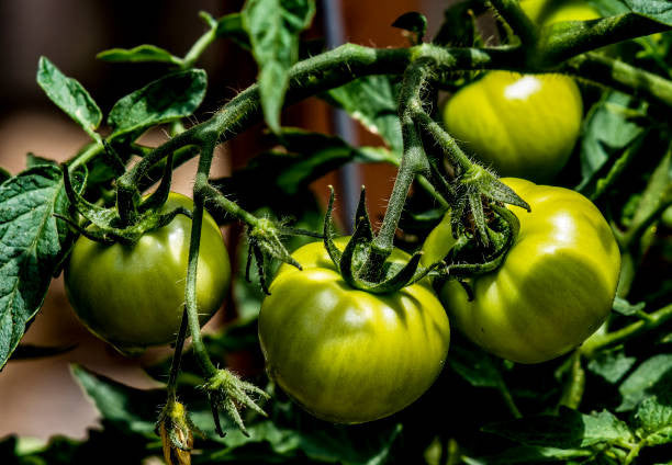 close-up-of-tomatoes-growing-