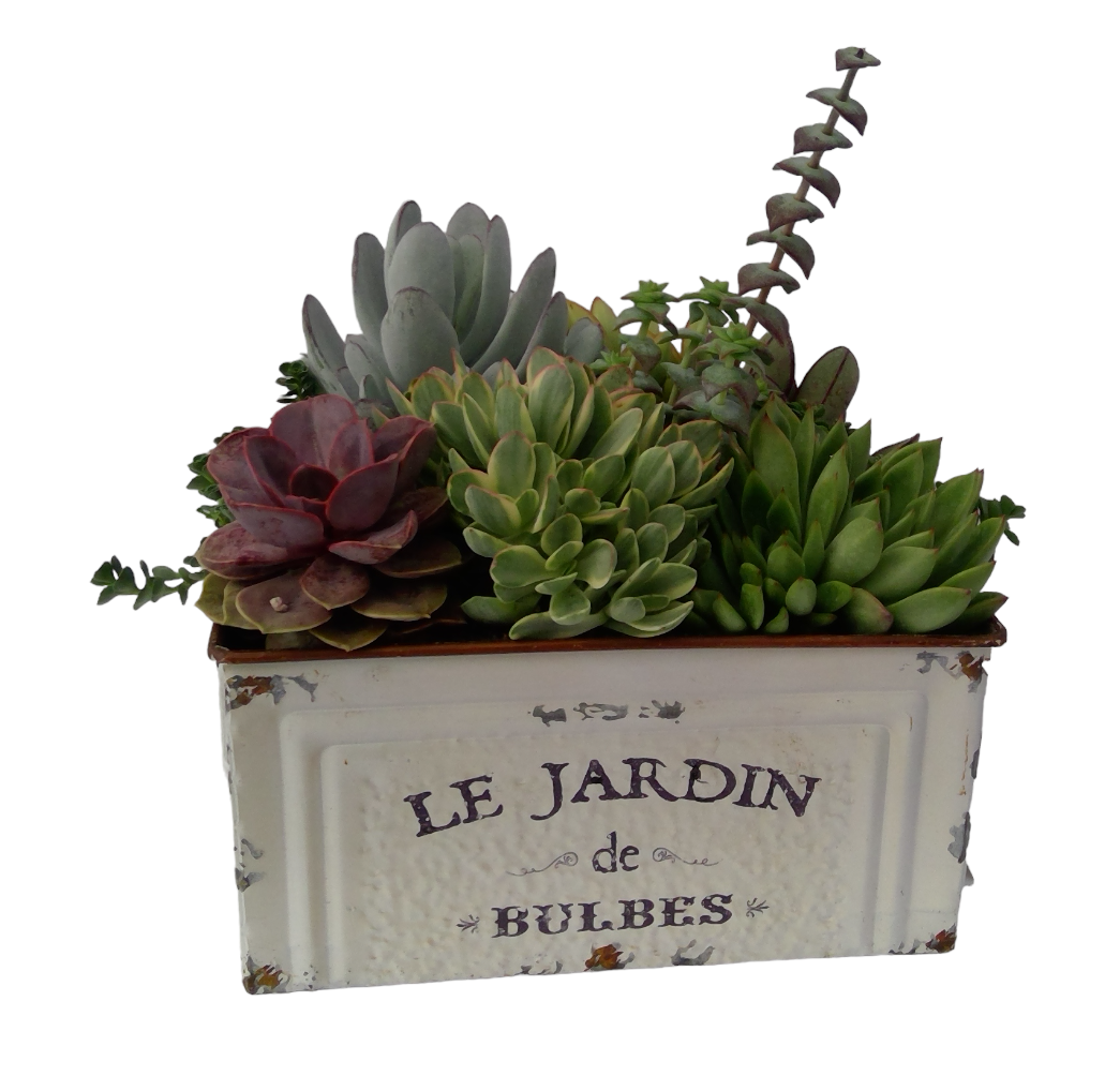 le succulent Le Jardin Succulent Planter – Armstrong Garden Centers