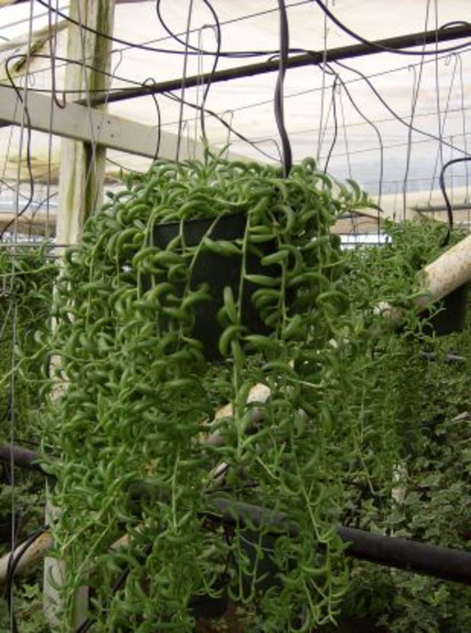 string of bananas plant indoors Senecio String of Bananas – Armstrong Garden Centers