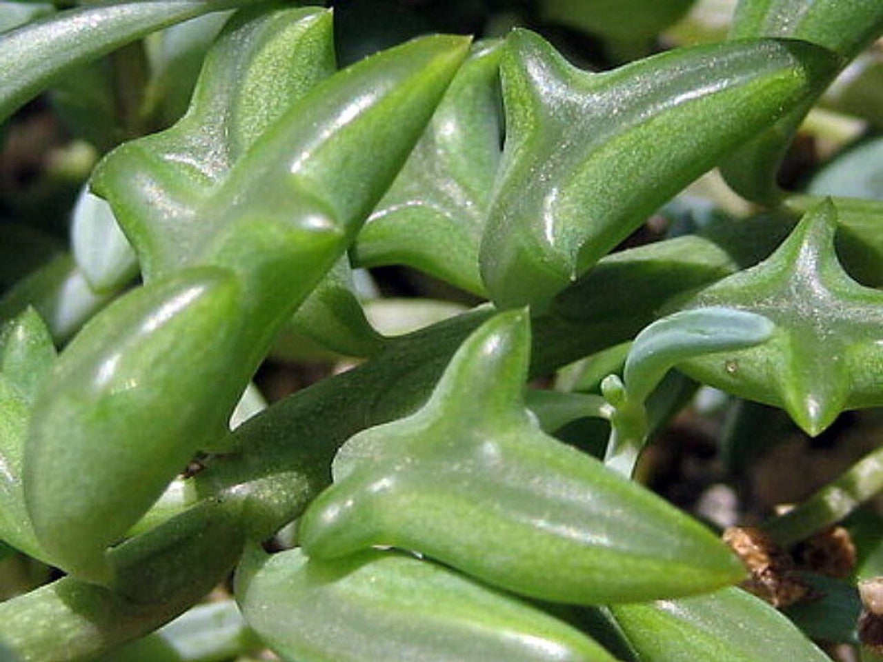 string of dolphin succulent Senecio String of Dolphins – Armstrong Garden Centers