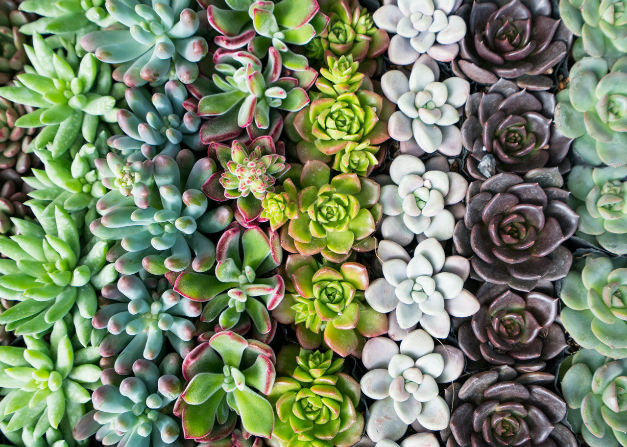 2 inch succulents near me Succulent Assorted