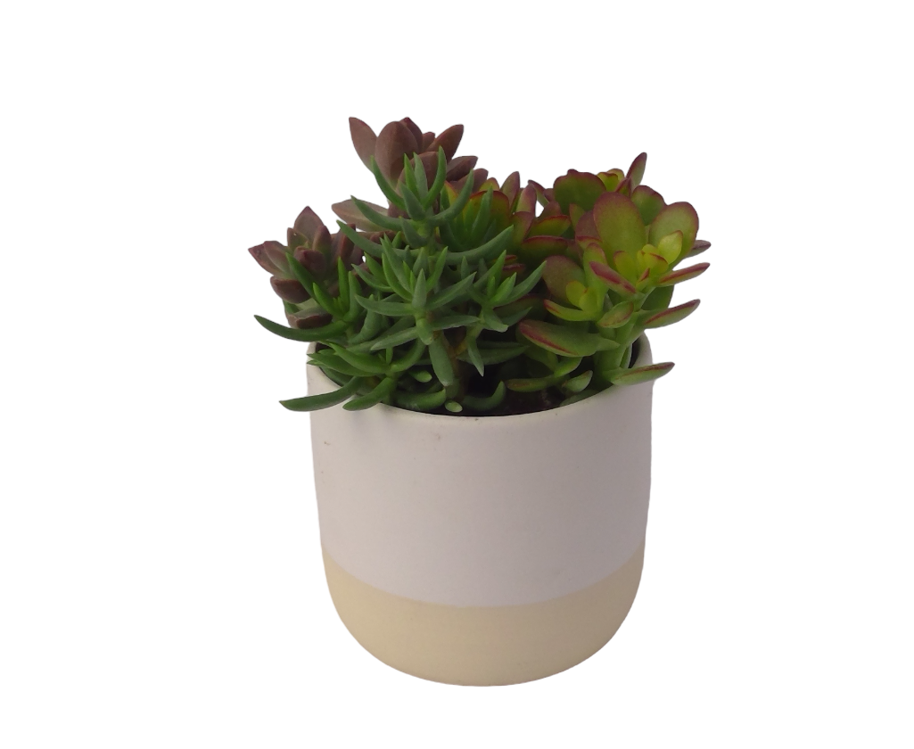 white succulent planter White Earth-Tone Succulent Planter