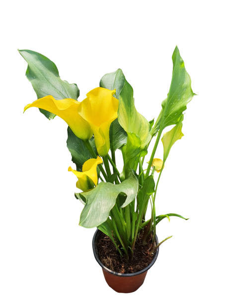 yellow lily indoor plant Calla Lilly Yellow