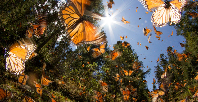 How to Turn Your Backyard into a Butterfly Waystation