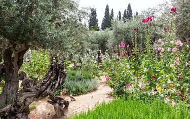 5 Ingredients for a Classic Mediterranean Garden