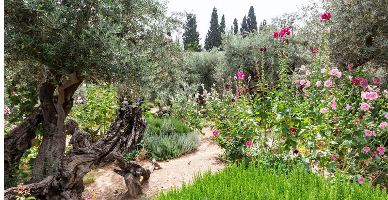 5 Ingredients for a Classic Mediterranean Garden