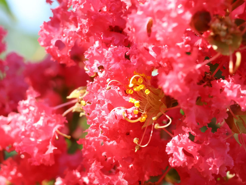 July Lawn & Garden Tips