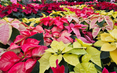 December Lawn & Garden Tips