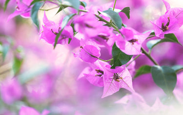 June Lawn & Garden Tips