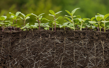 The Secret to a Healthy Garden is in the Soil