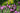 May Lawn & Garden Tips