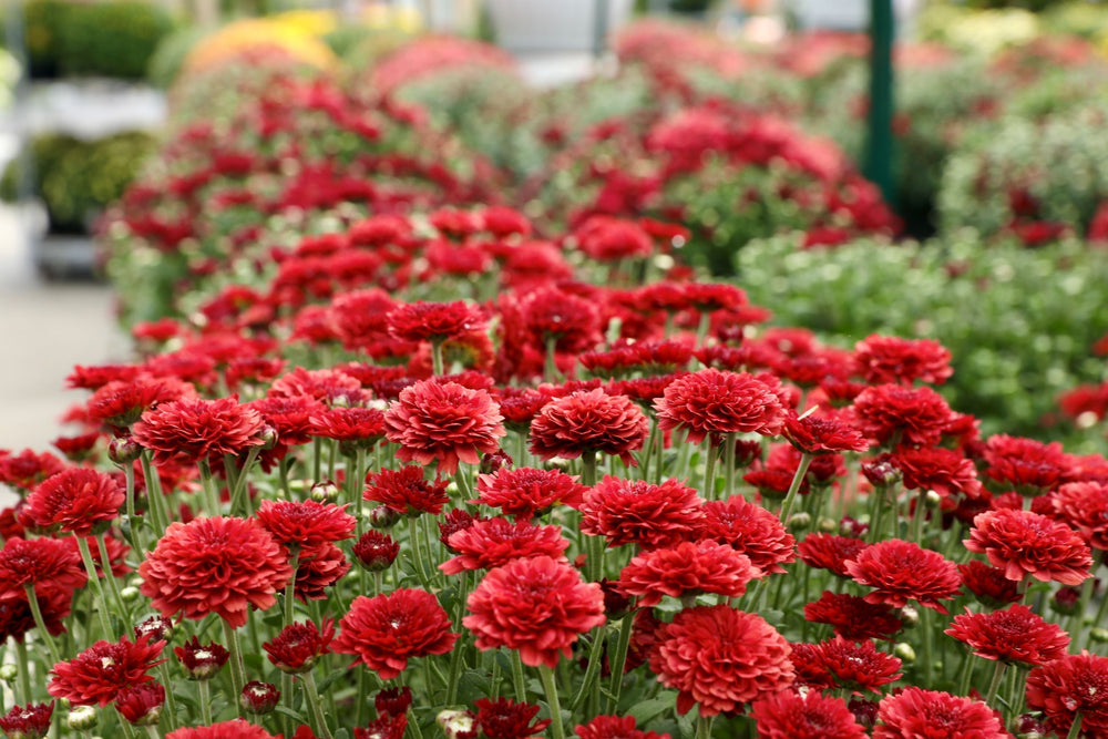 September Lawn & Garden Tips
