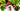 Croton Petra Care Guide: Bring Bold Tropical Color Indoors