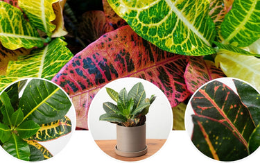 Croton Petra Care Guide: Bring Bold Tropical Color Indoors