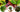 Croton Petra Care Guide: Bring Bold Tropical Color Indoors