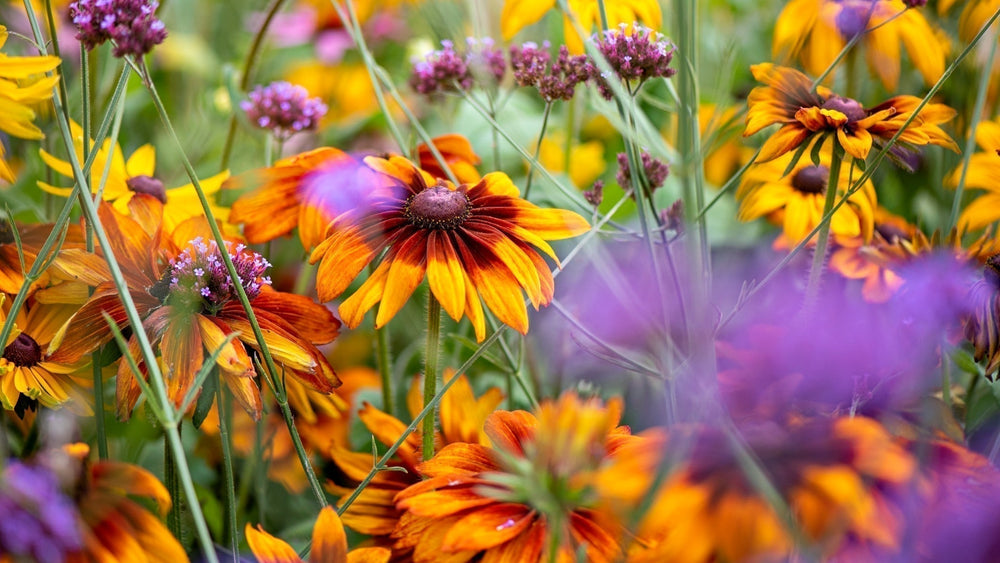 August Lawn & Garden Tips