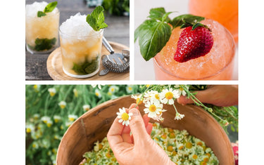 summer drinks and hands picking chamomile flowers