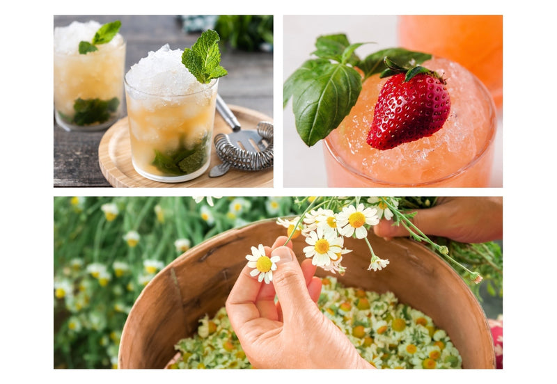 summer drinks and hands picking chamomile flowers