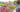 Style Spotlight: Tropical Garden Landscape