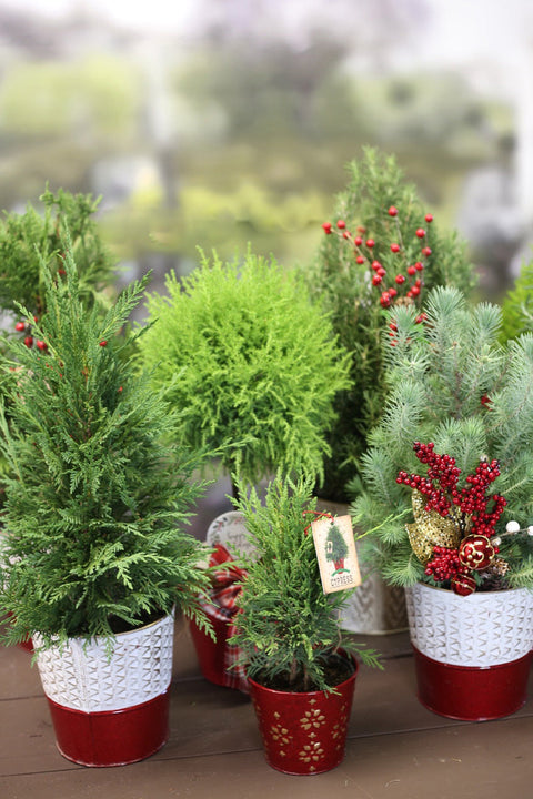 Christmas Grab & Grow Plants