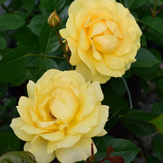 Floribunda
