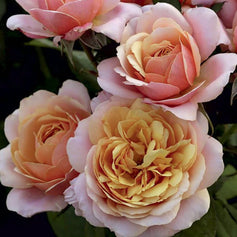 Grandiflora