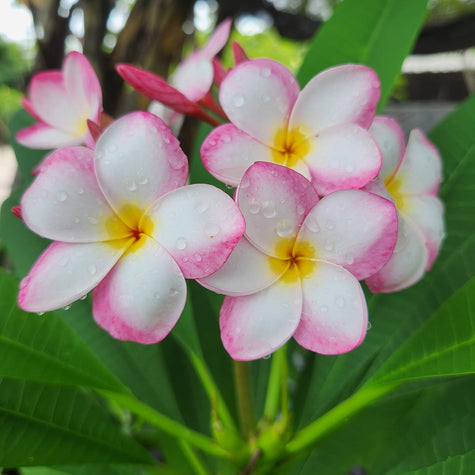Plumeria